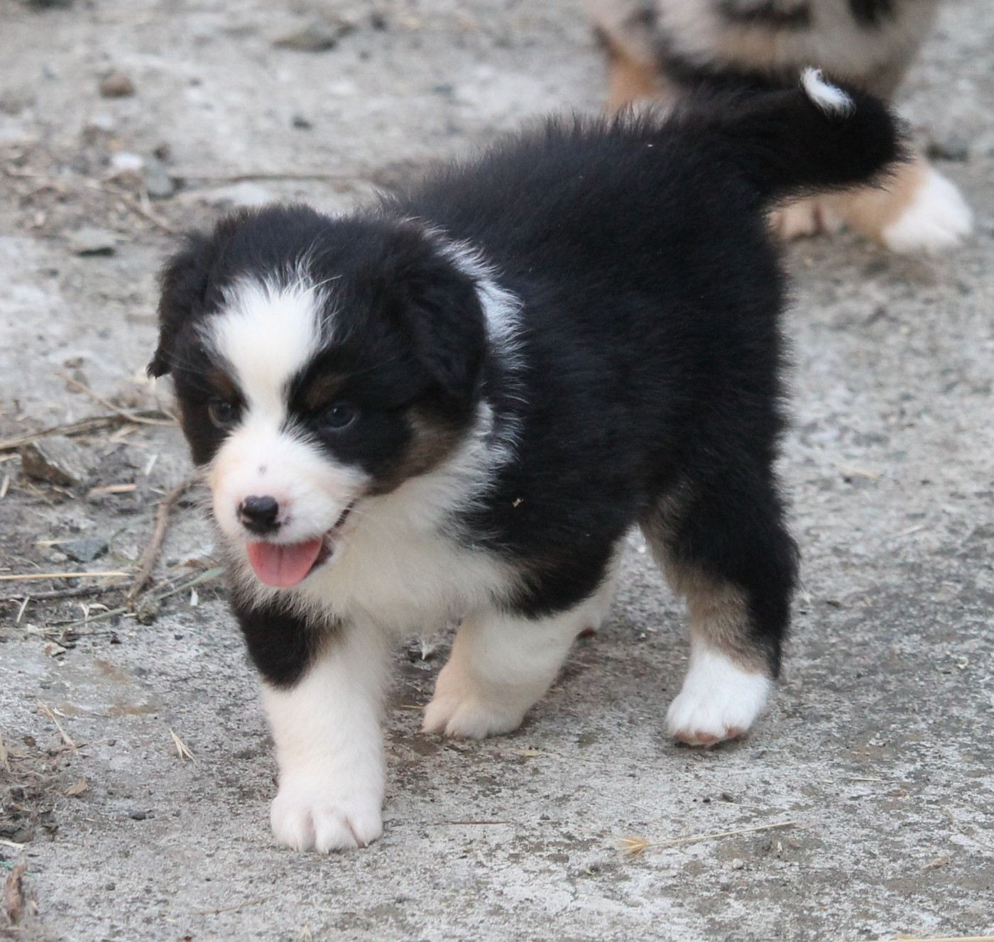 of Cree's River - Chiots disponibles - Berger Australien