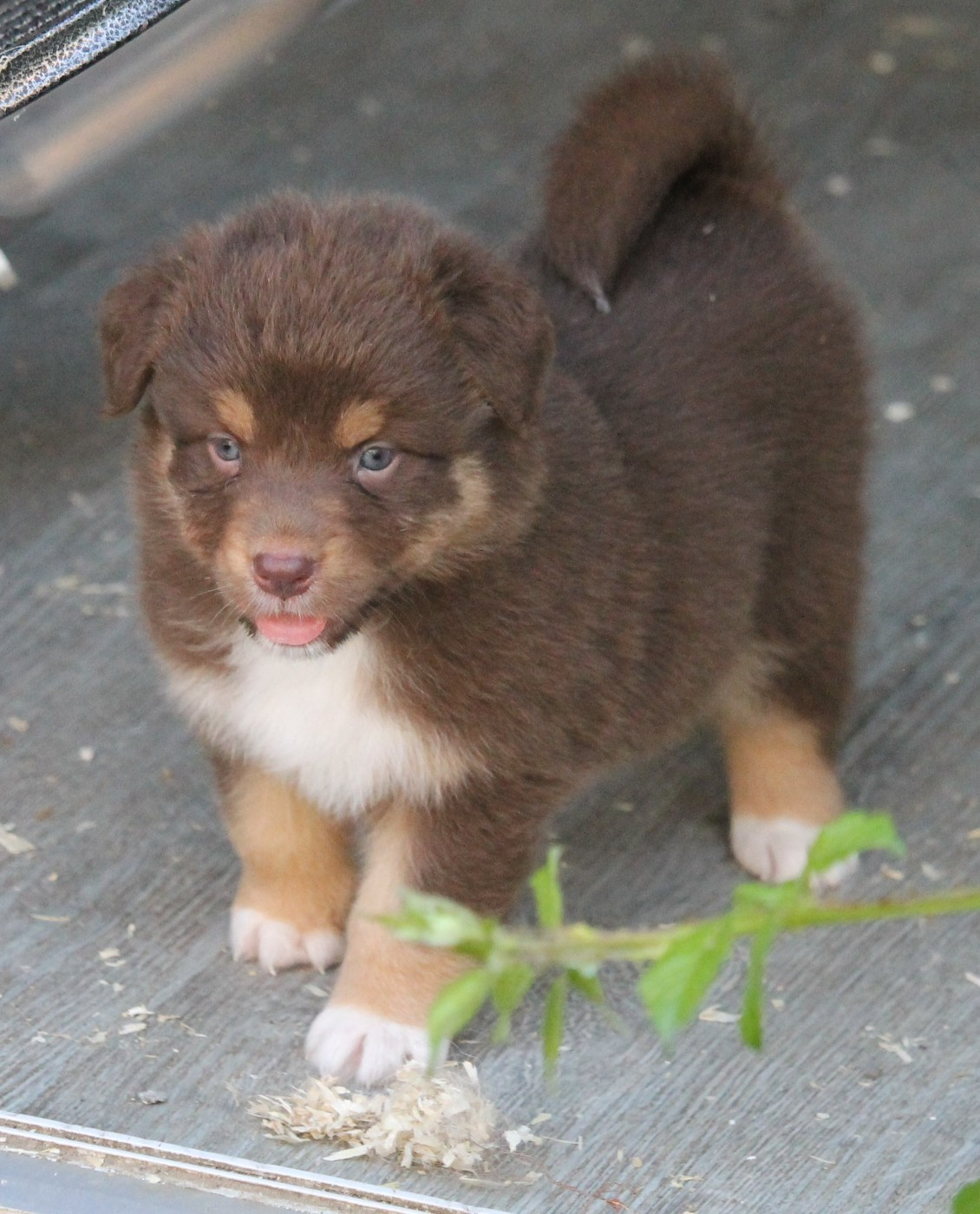 of Cree's River - Chiots disponibles - Berger Australien