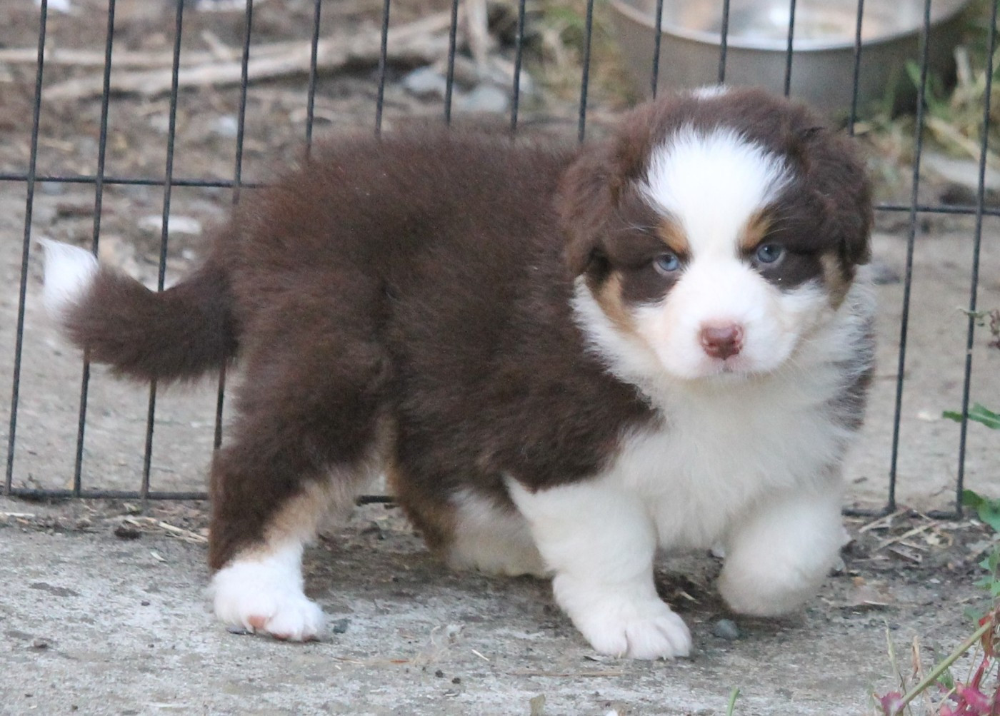 of Cree's River - Chiots disponibles - Berger Australien