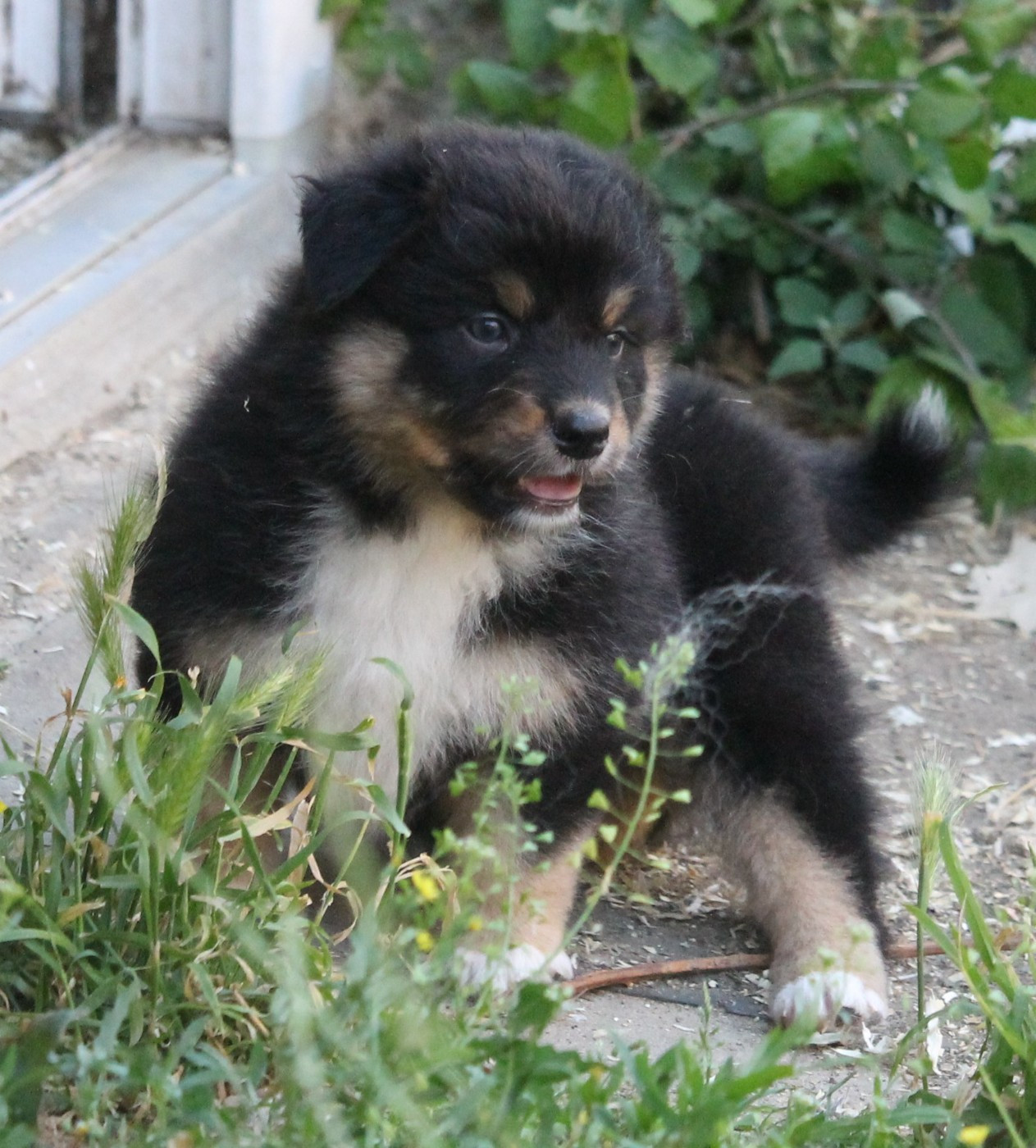of Cree's River - Chiots disponibles - Berger Australien
