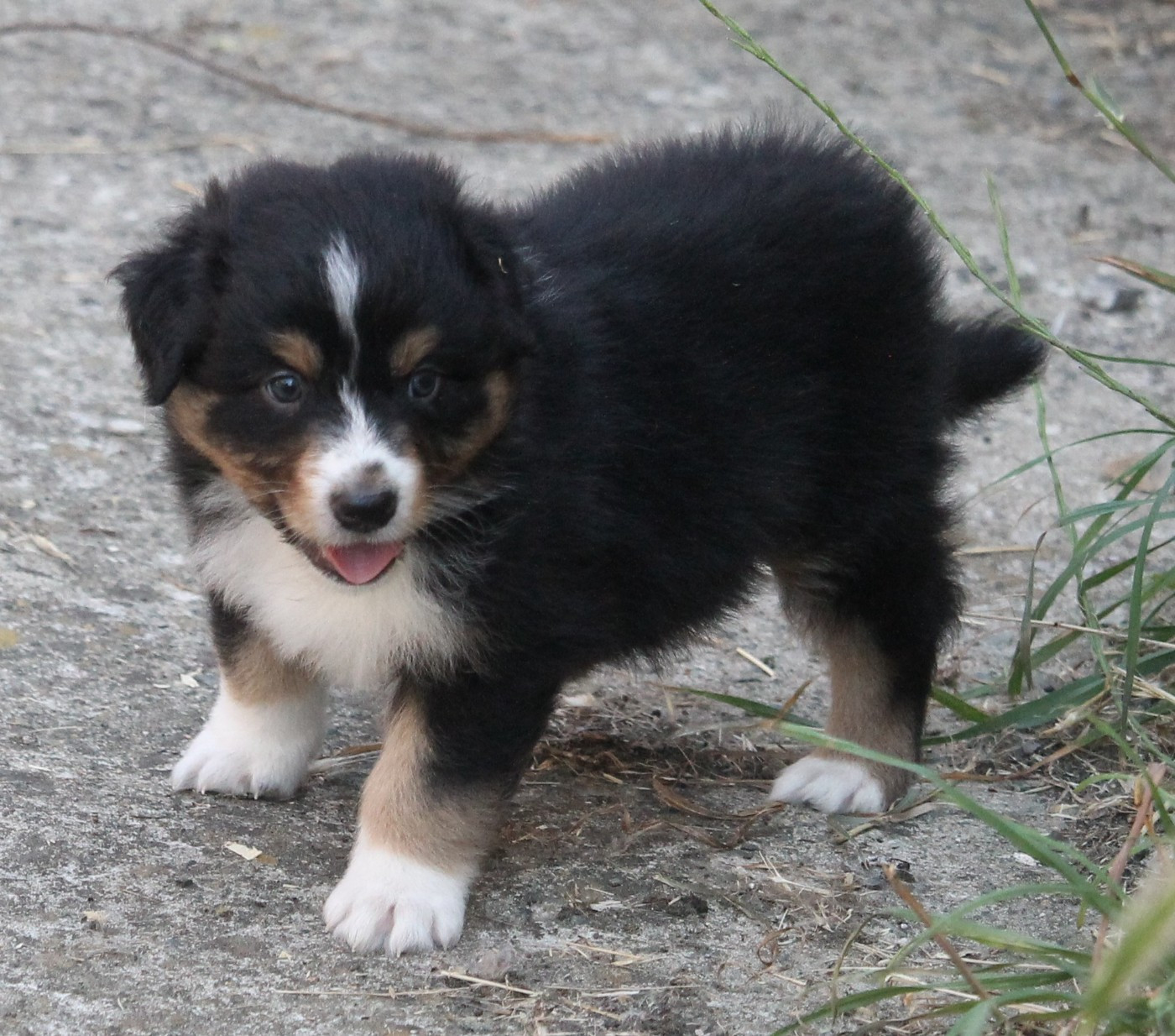 of Cree's River - Chiots disponibles - Berger Australien