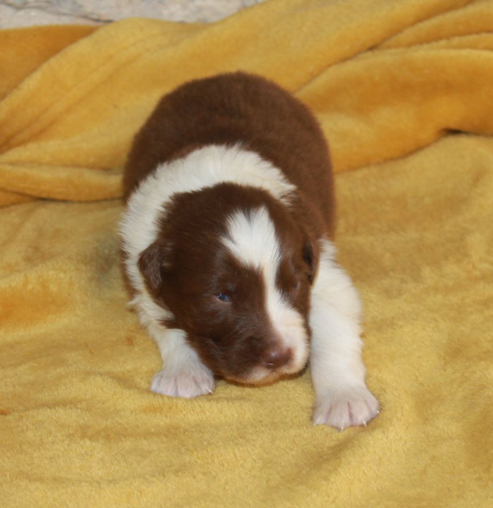 of Cree's River - Chiots disponibles - Berger Australien