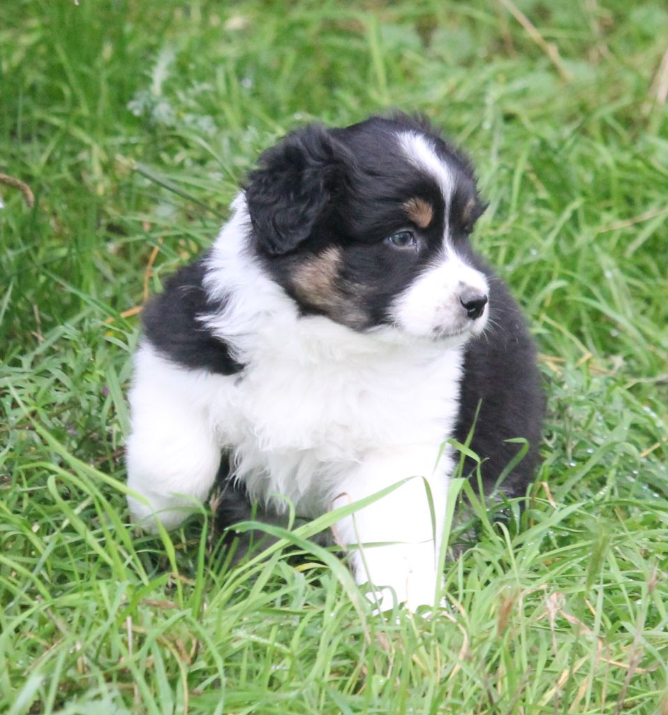 of Cree's River - Chiots disponibles - Berger Australien