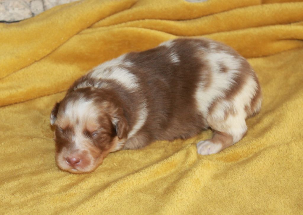 of Cree's River - Chiots disponibles - Berger Australien
