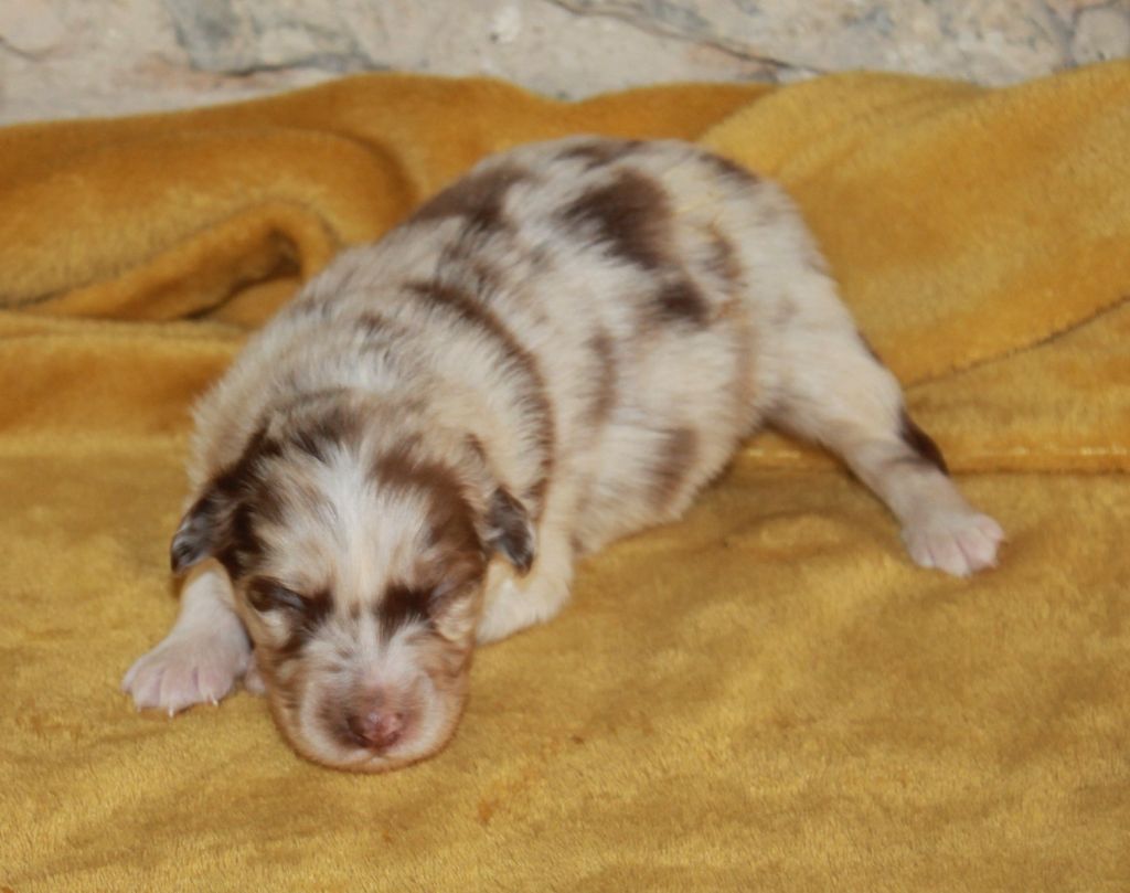 of Cree's River - Chiots disponibles - Berger Australien