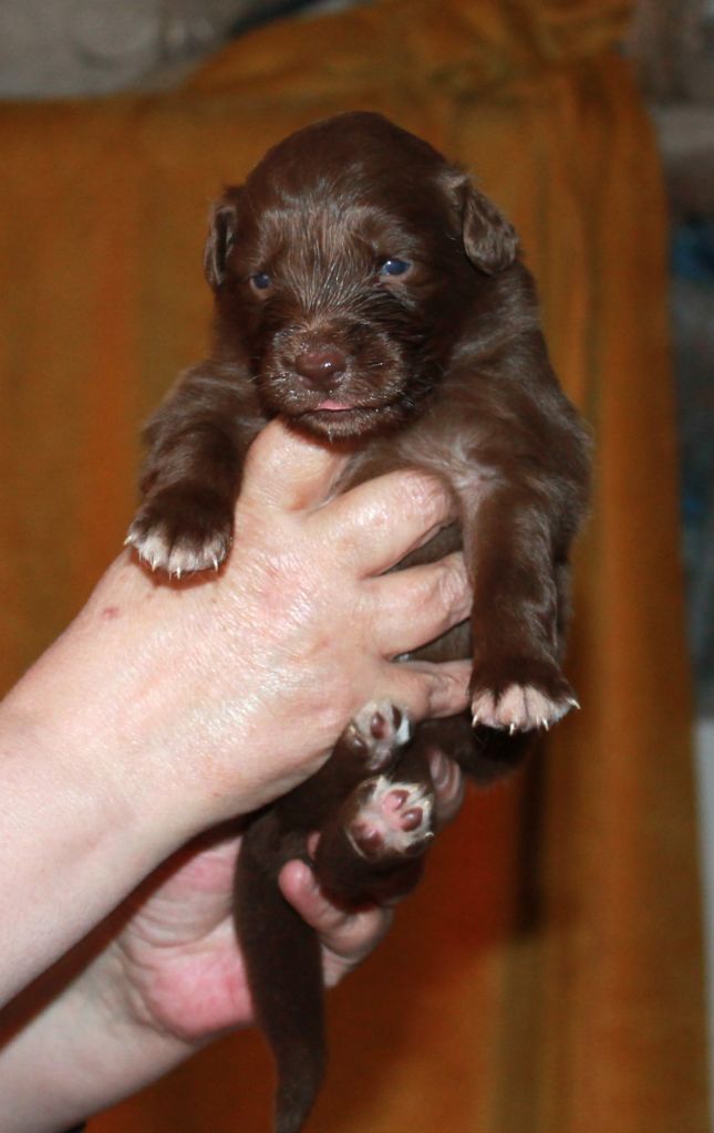 of Cree's River - Chiots disponibles - Berger Australien