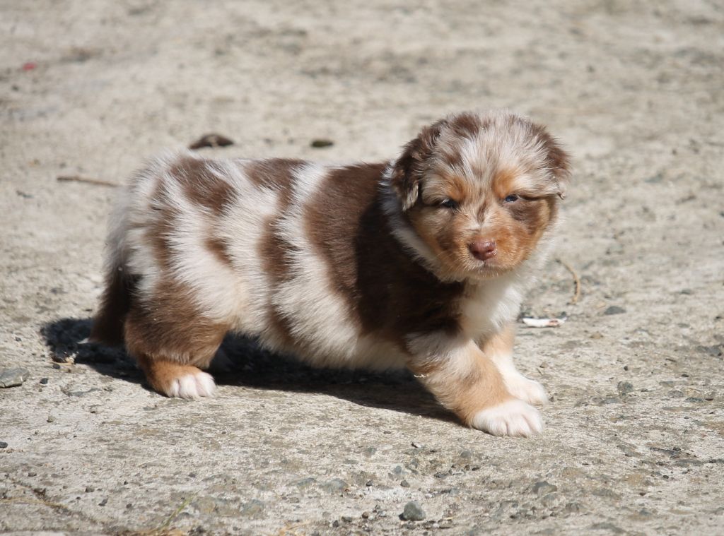 of Cree's River - Chiots disponibles - Berger Australien
