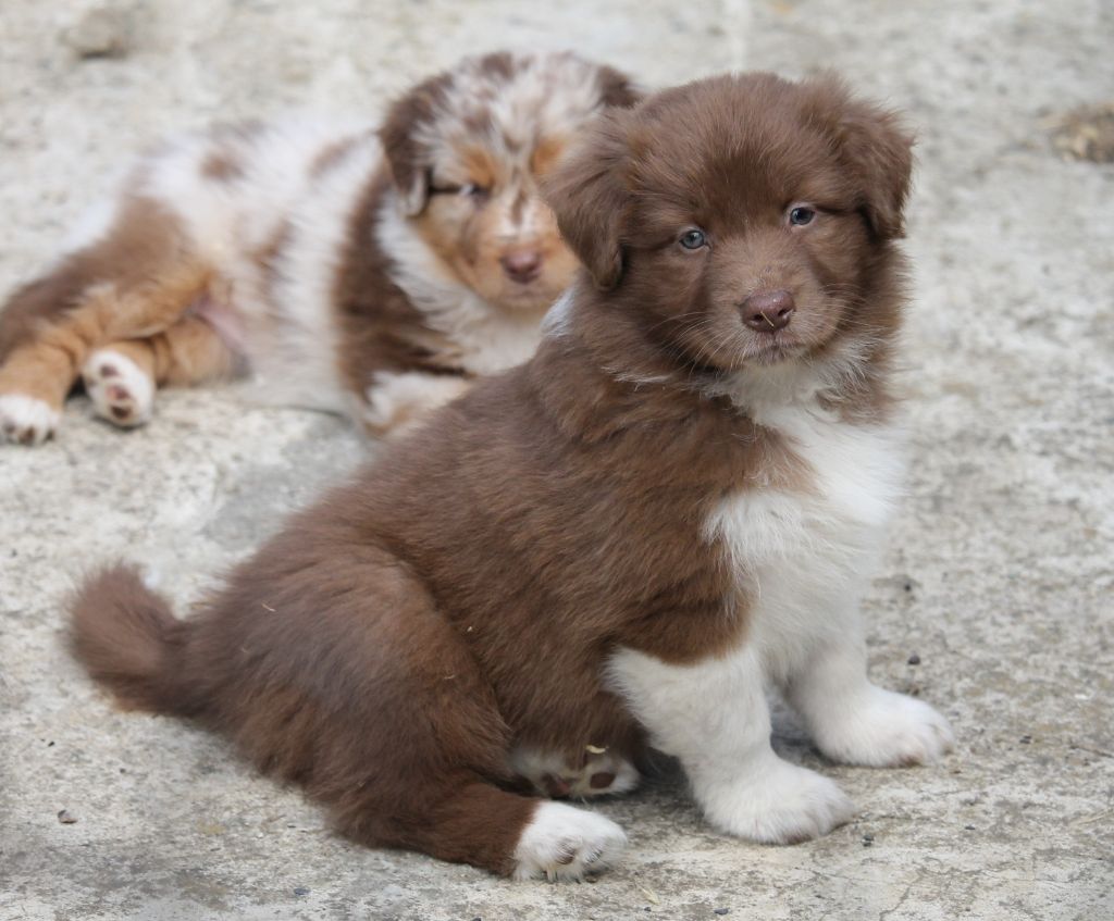 of Cree's River - Chiots disponibles - Berger Australien