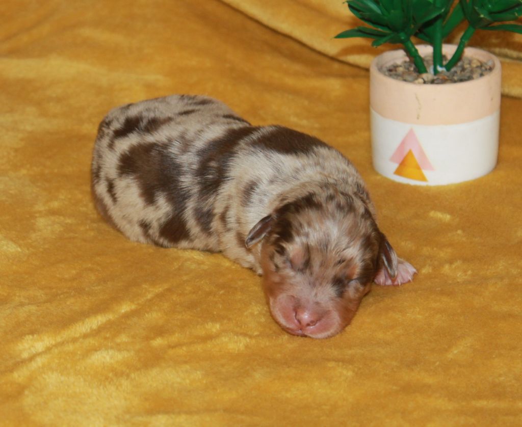 of Cree's River - Chiots disponibles - Berger Australien