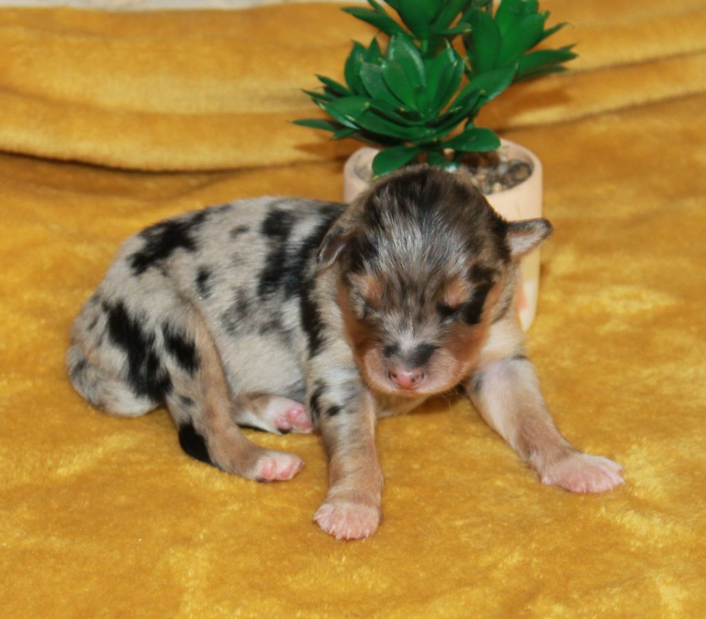 of Cree's River - Chiots disponibles - Berger Australien