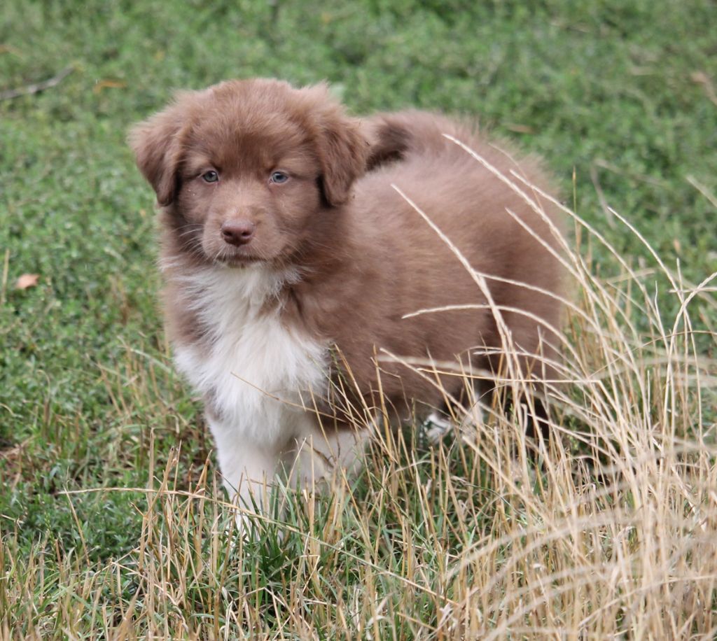 of Cree's River - Chiots disponibles - Berger Australien