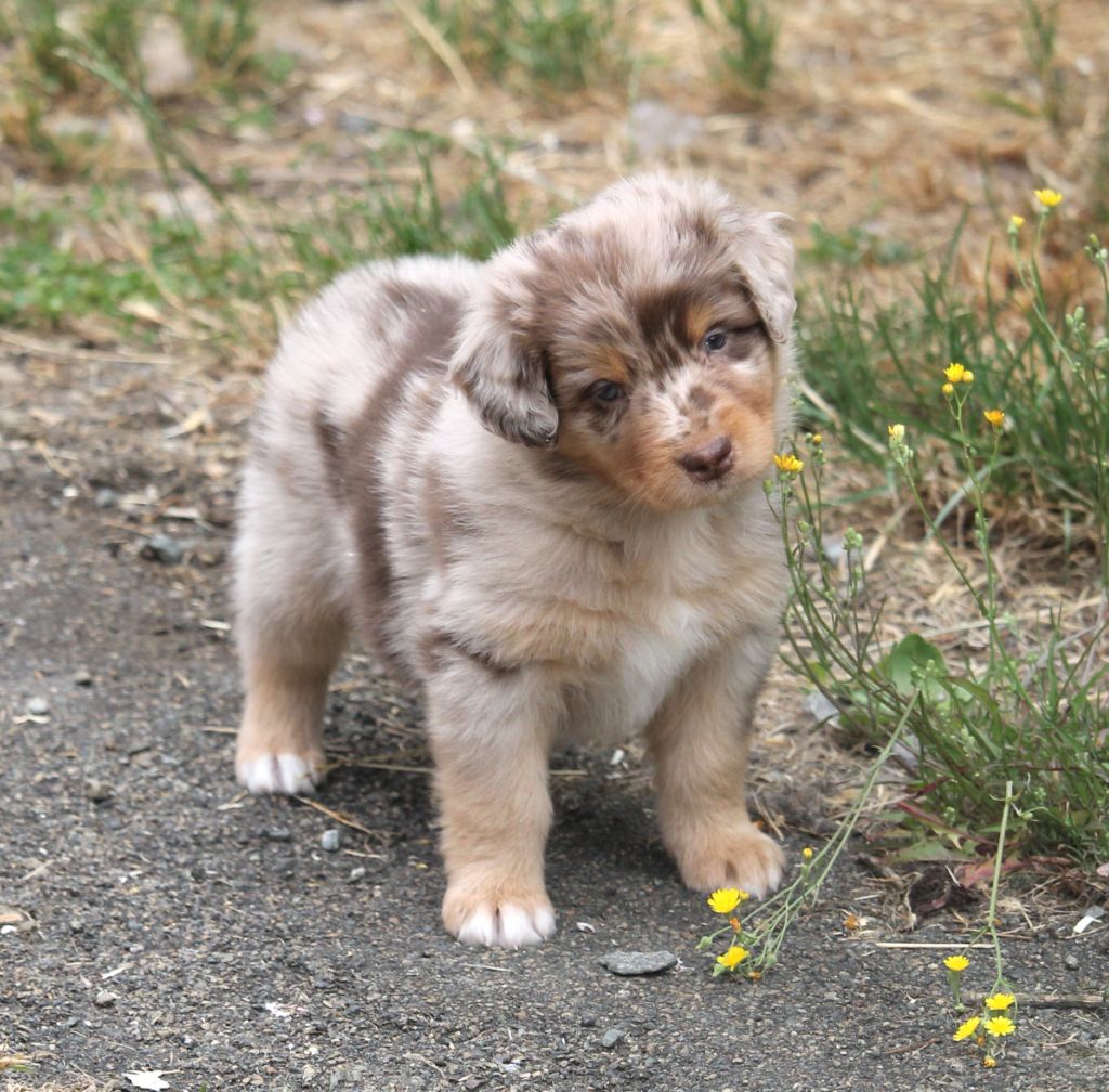 of Cree's River - Chiots disponibles - Berger Australien