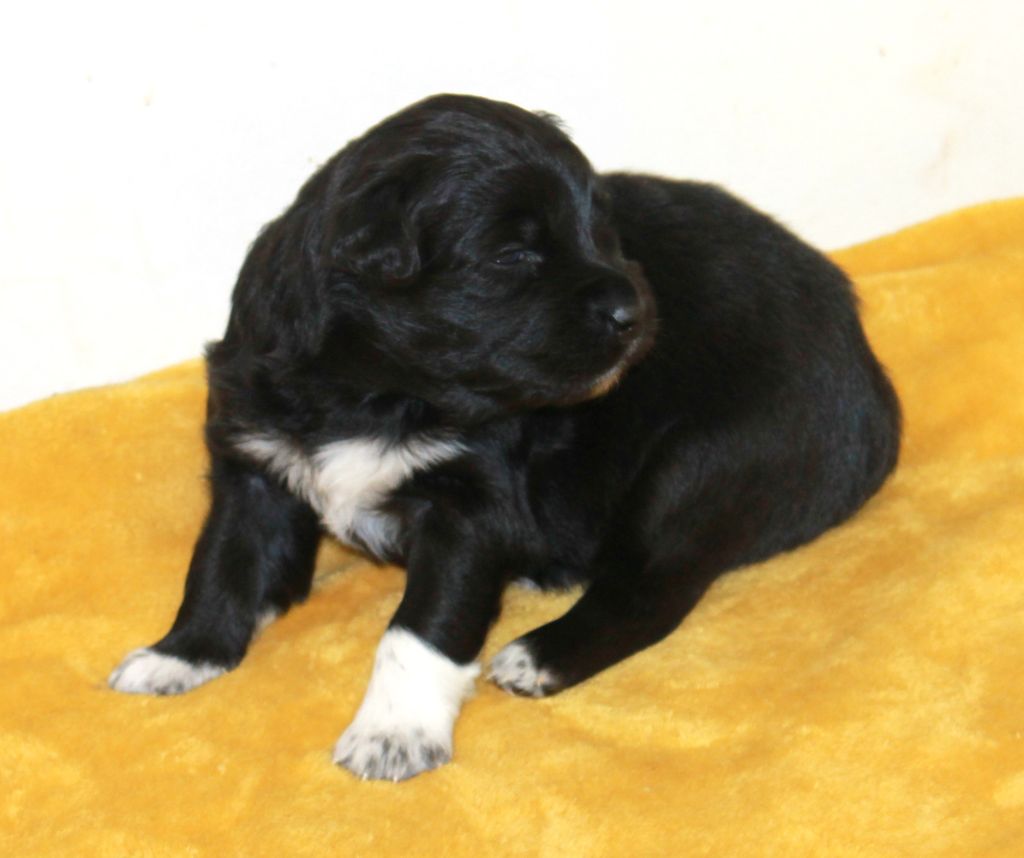 of Cree's River - Chiots disponibles - Berger Australien
