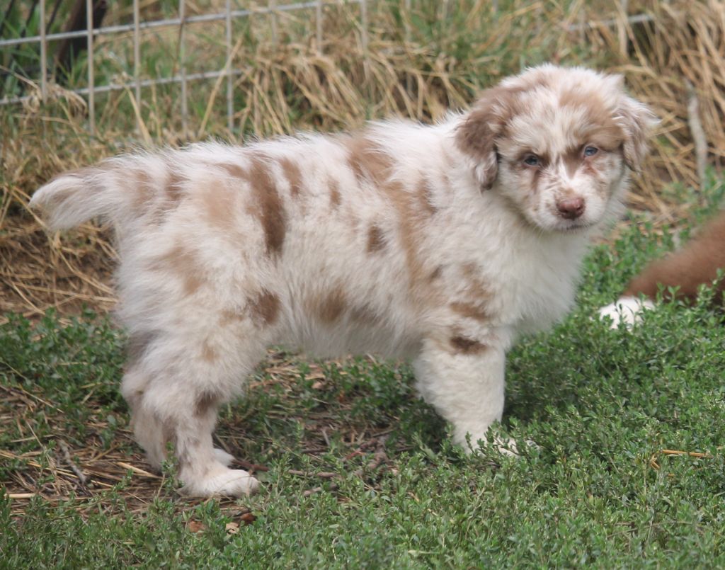 of Cree's River - Chiots disponibles - Berger Australien