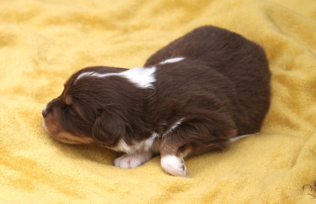 of Cree's River - Chiots disponibles - Berger Australien