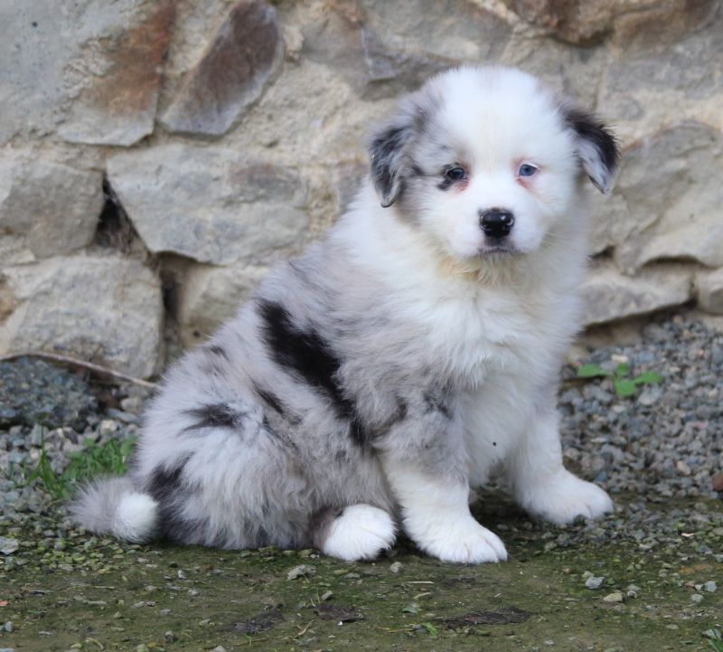 of Cree's River - Berger Australien - Portée née le 01/12/2017