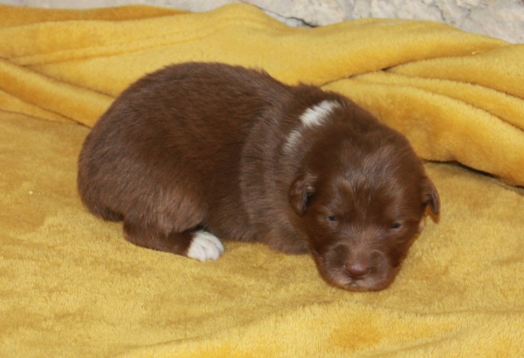 of Cree's River - Chiots disponibles - Berger Australien