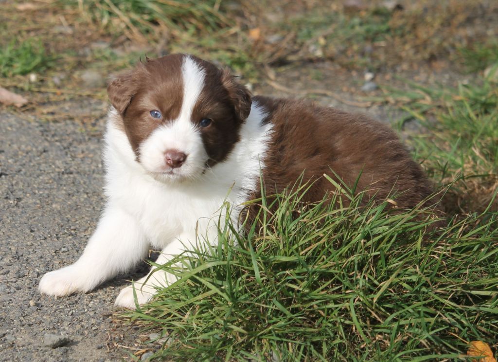 of Cree's River - Chiots disponibles - Berger Australien