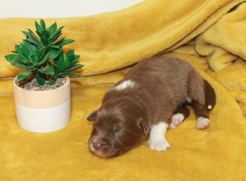 of Cree's River - Chiots disponibles - Berger Australien
