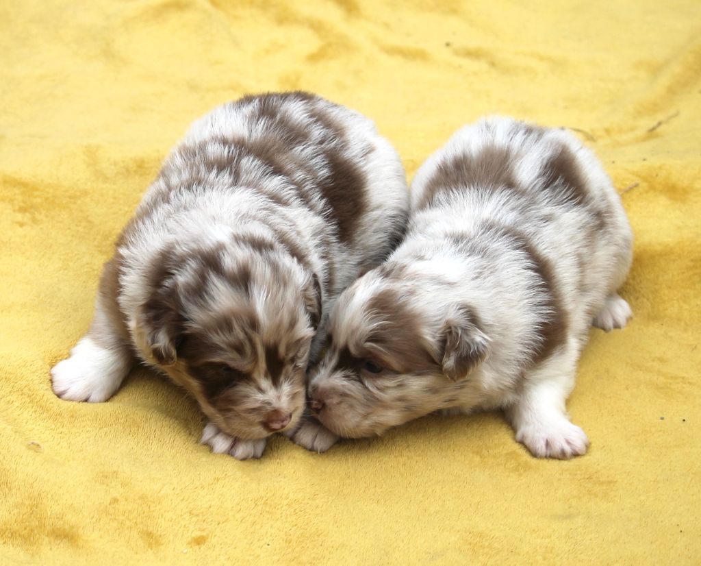 of Cree's River - Chiots disponibles - Berger Australien