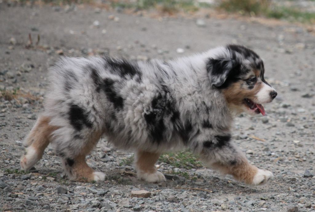 of Cree's River - Berger Australien - Portée née le 12/07/2022