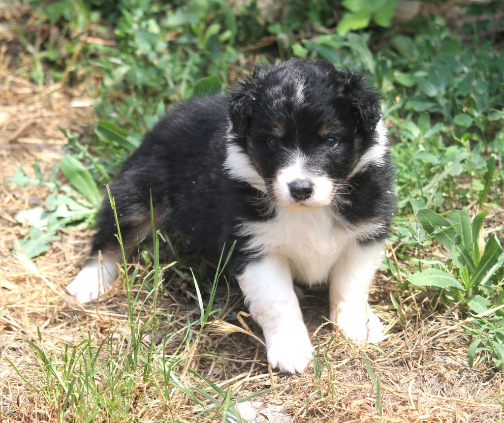 of Cree's River - Chiots disponibles - Berger Australien