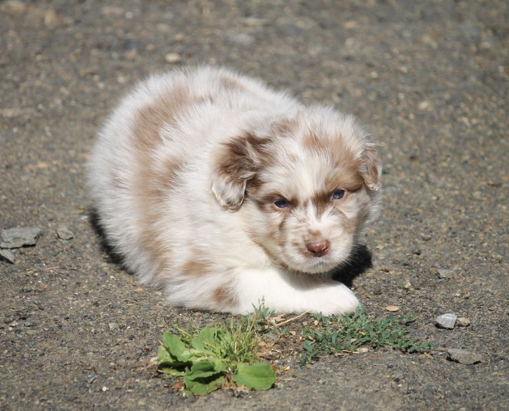 of Cree's River - Chiots disponibles - Berger Australien