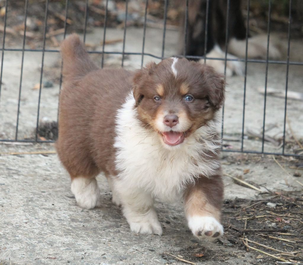 of Cree's River - Chiots disponibles - Berger Australien
