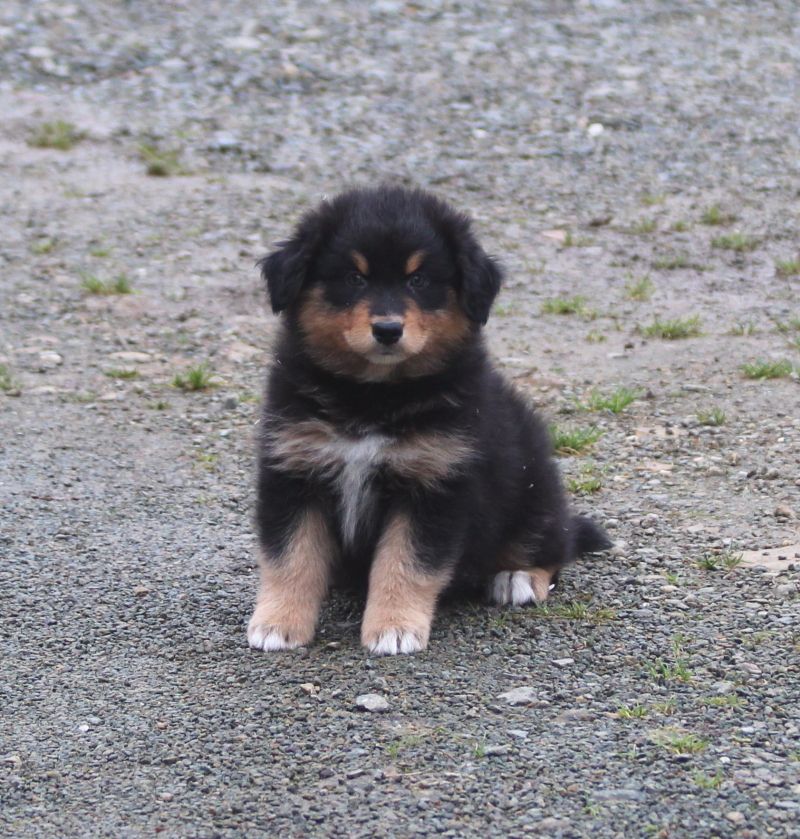 of Cree's River - Berger Australien - Portée née le 16/10/2017