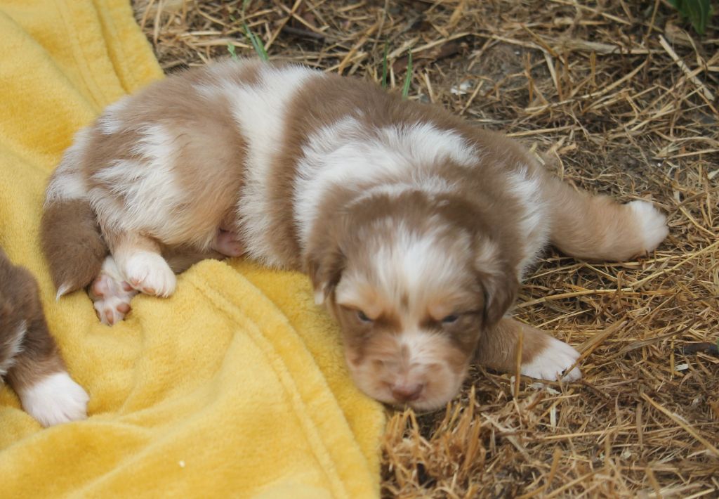 of Cree's River - Chiots disponibles - Berger Australien
