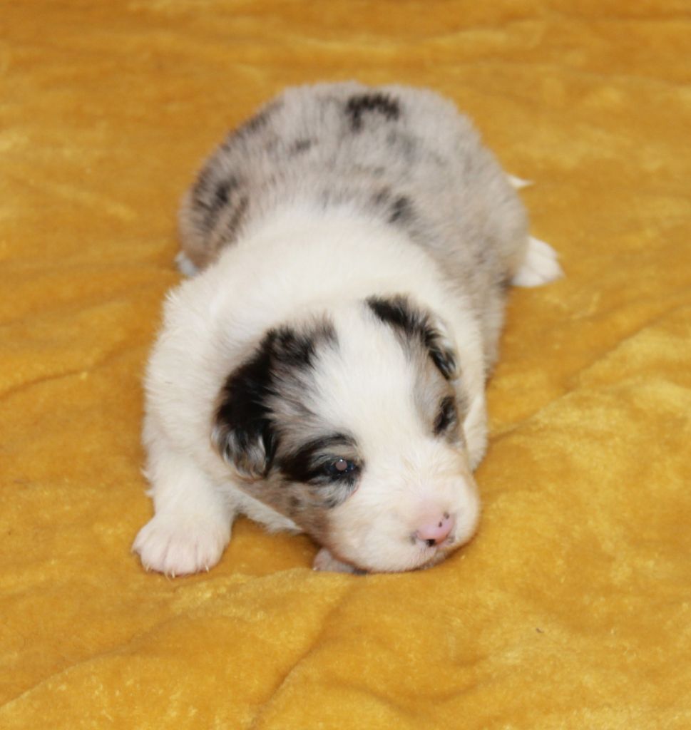 of Cree's River - Chiots disponibles - Berger Australien