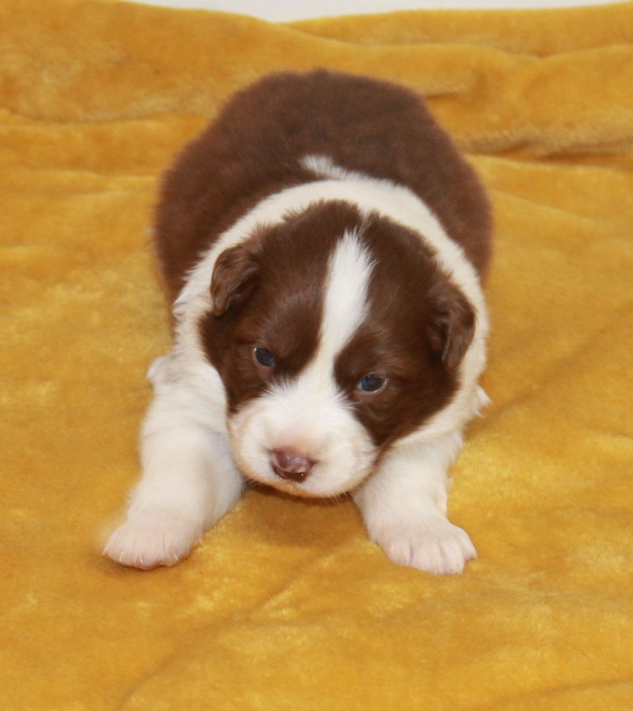 of Cree's River - Chiots disponibles - Berger Australien