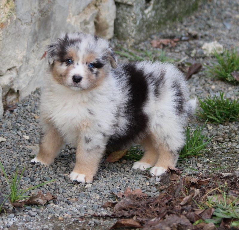 of Cree's River - Berger Australien - Portée née le 01/12/2017