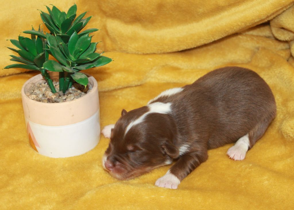 of Cree's River - Chiots disponibles - Berger Australien