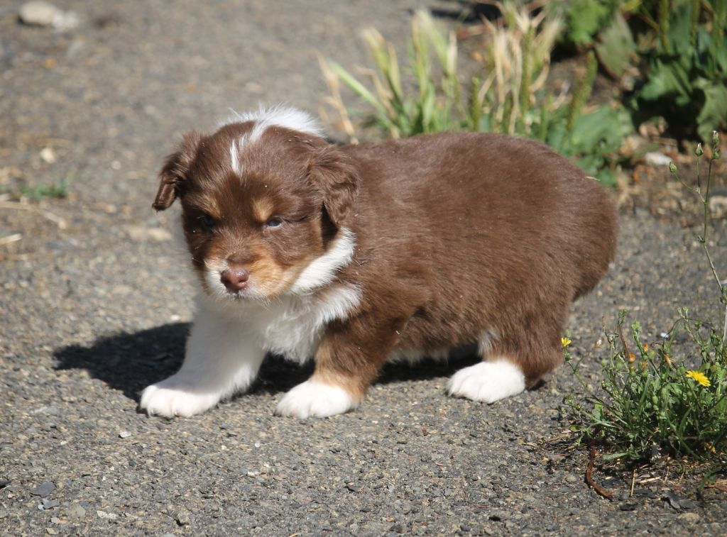 of Cree's River - Chiots disponibles - Berger Australien
