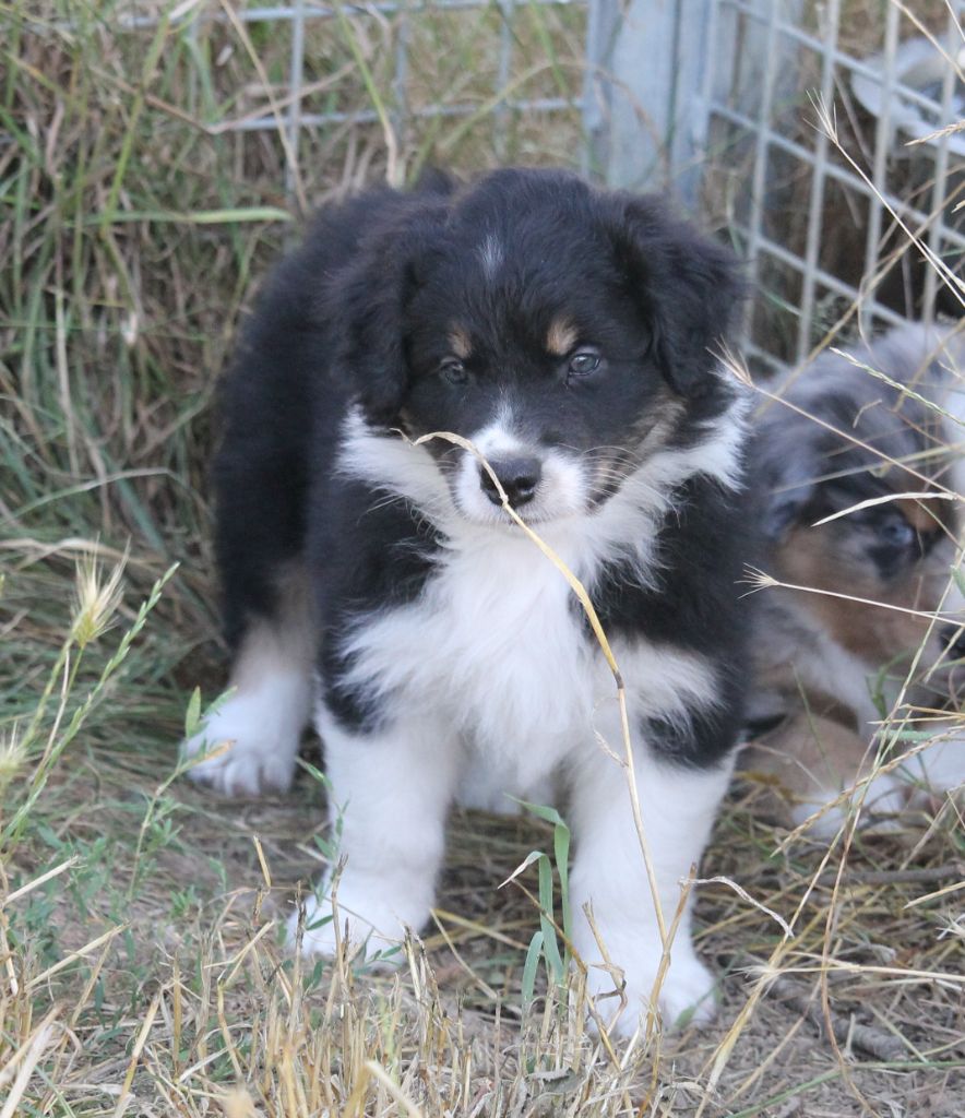 of Cree's River - Chiots disponibles - Berger Australien