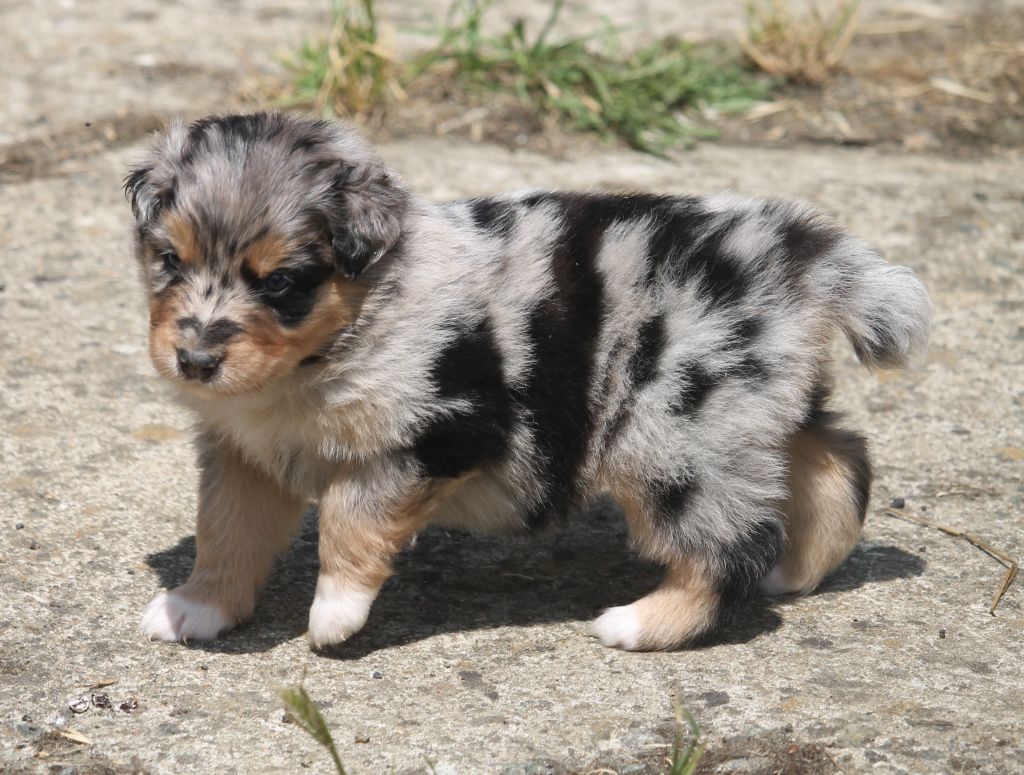 of Cree's River - Chiots disponibles - Berger Australien