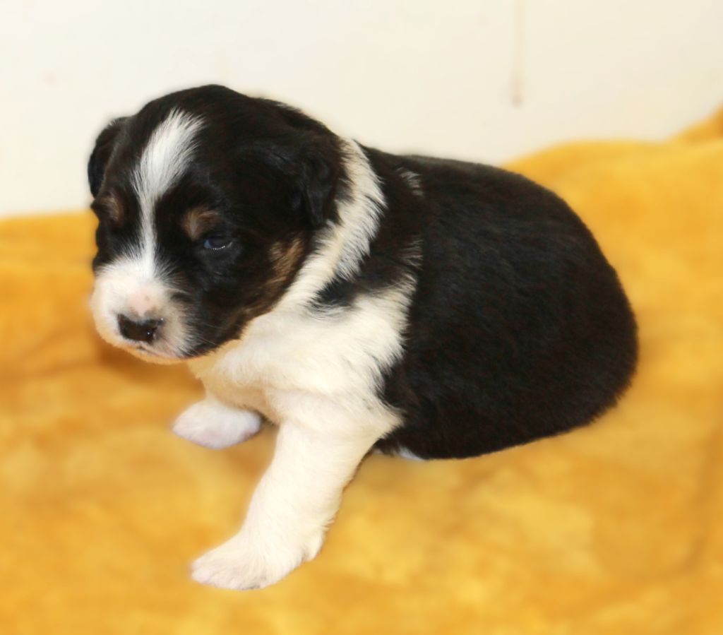 of Cree's River - Chiots disponibles - Berger Australien