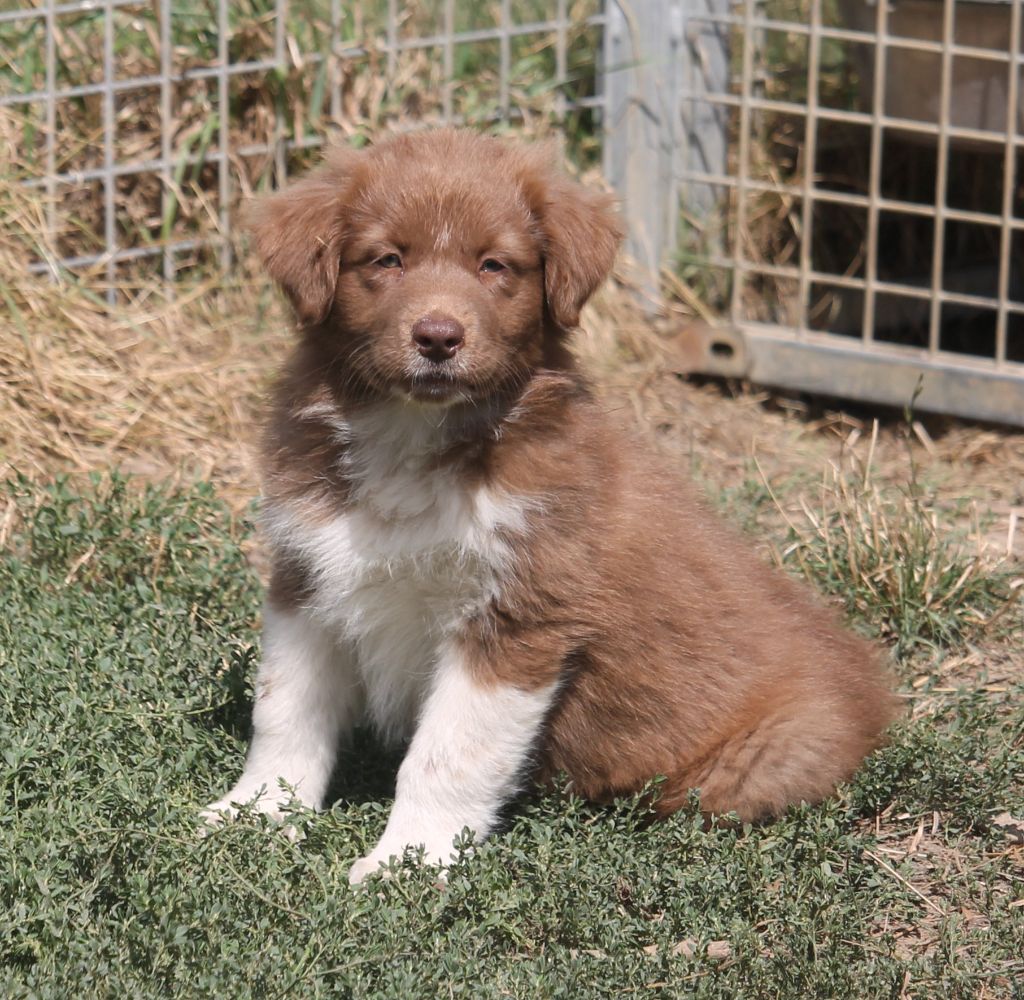 of Cree's River - Chiots disponibles - Berger Australien
