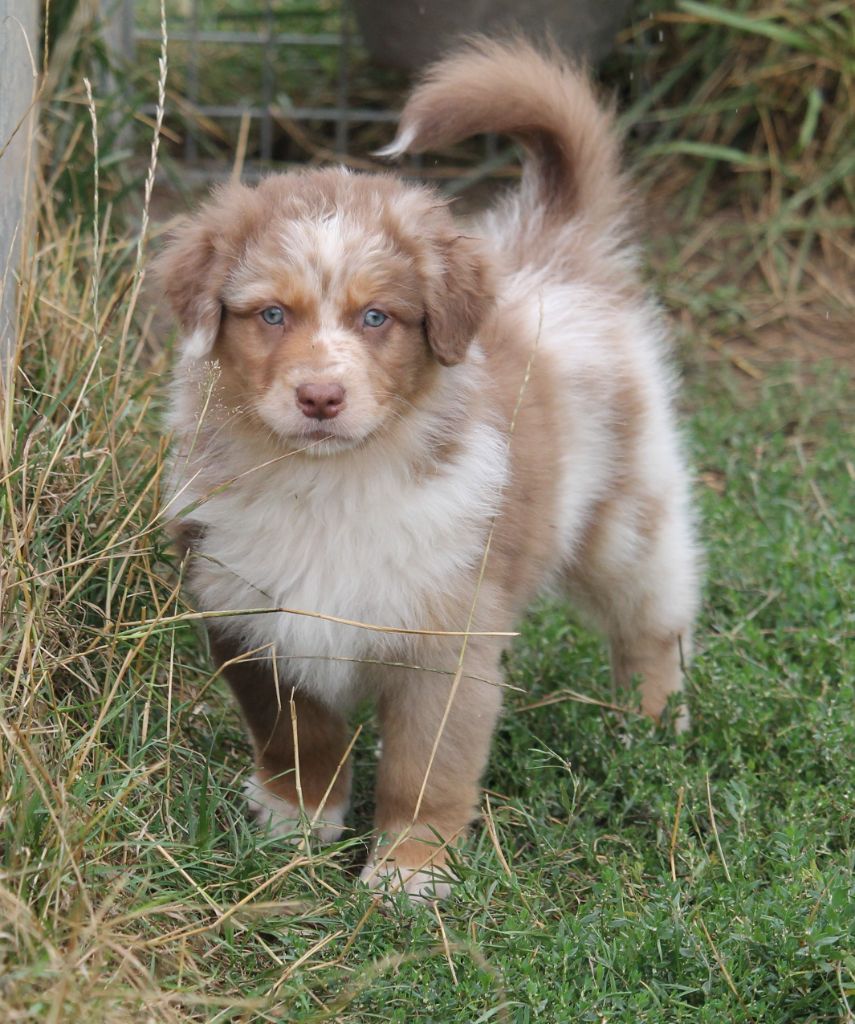 of Cree's River - Chiots disponibles - Berger Australien