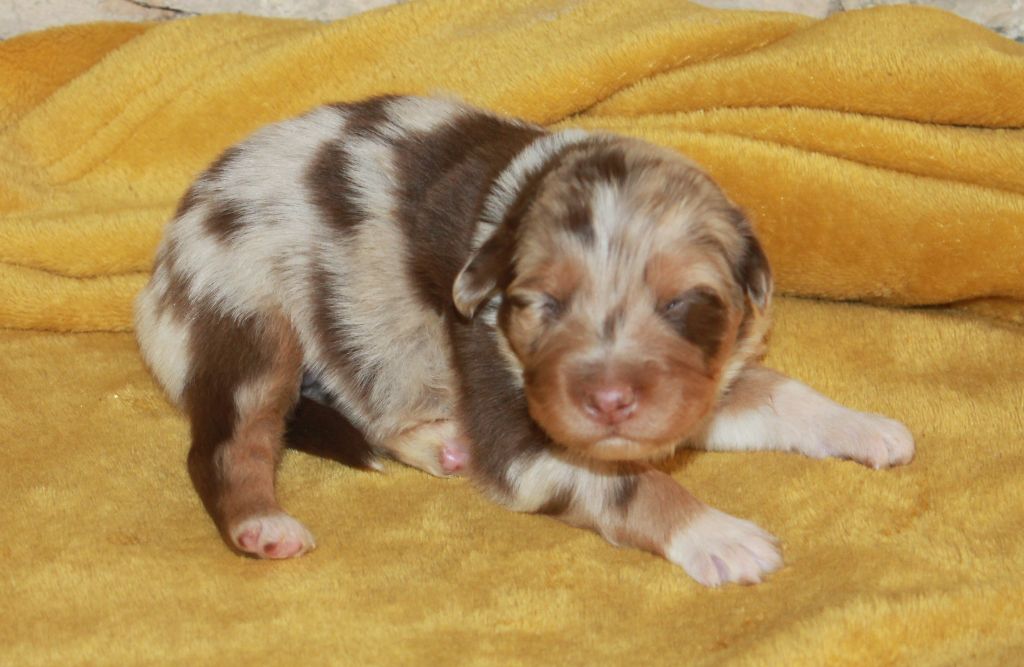 of Cree's River - Chiots disponibles - Berger Australien