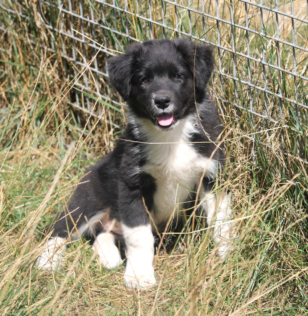 of Cree's River - Chiots disponibles - Berger Australien