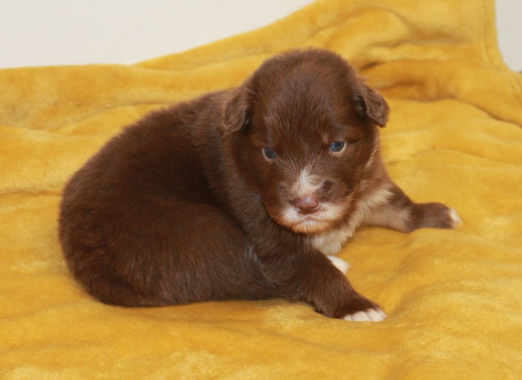 of Cree's River - Chiots disponibles - Berger Australien