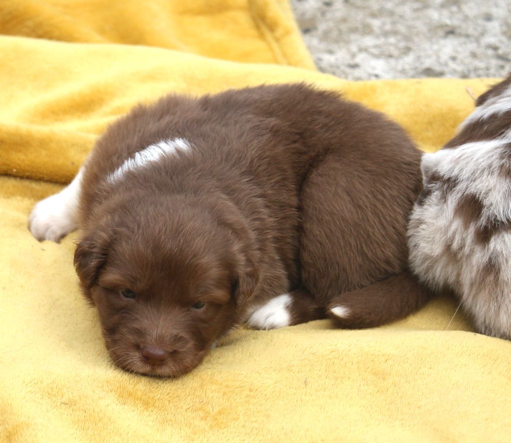 of Cree's River - Chiots disponibles - Berger Australien