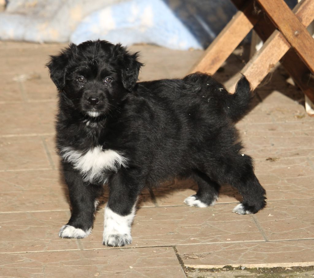 of Cree's River - Chiots disponibles - Berger Australien