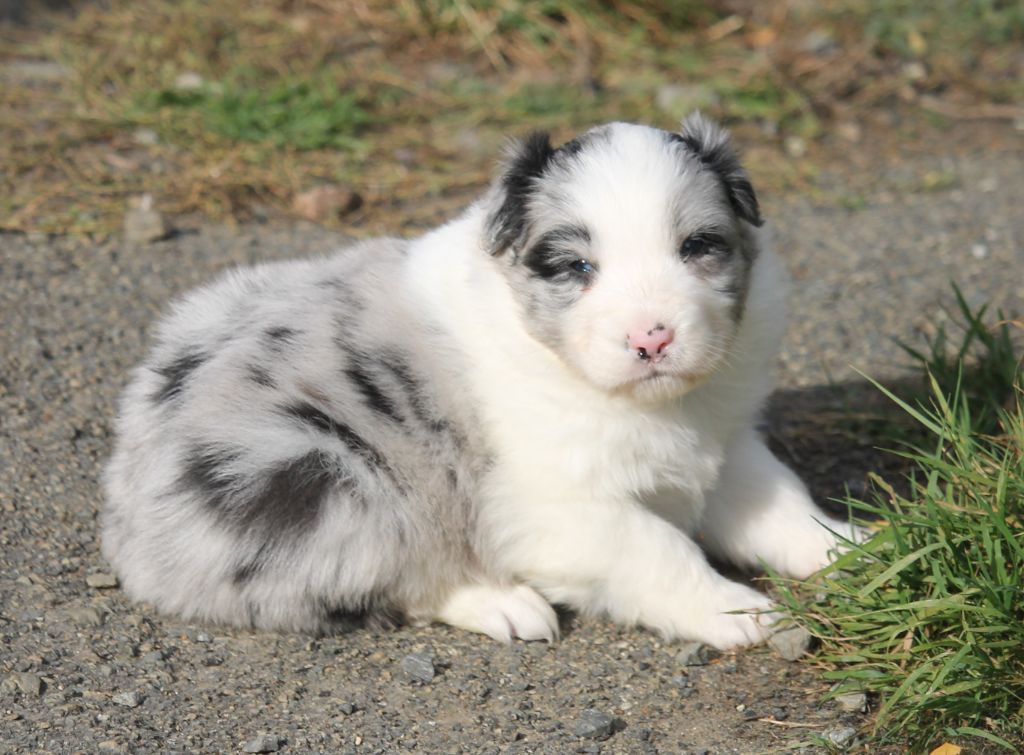 of Cree's River - Chiots disponibles - Berger Australien