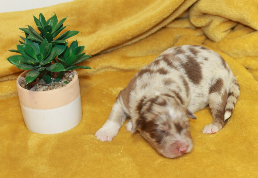 of Cree's River - Chiots disponibles - Berger Australien