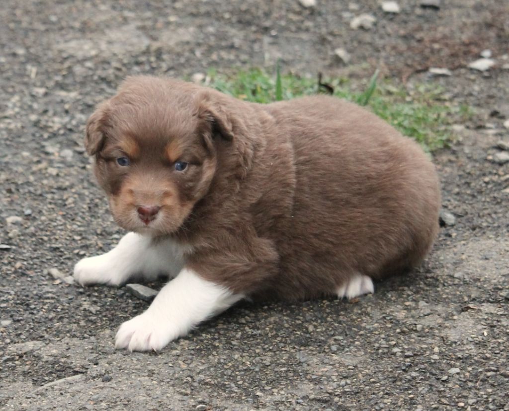 of Cree's River - Chiots disponibles - Berger Australien