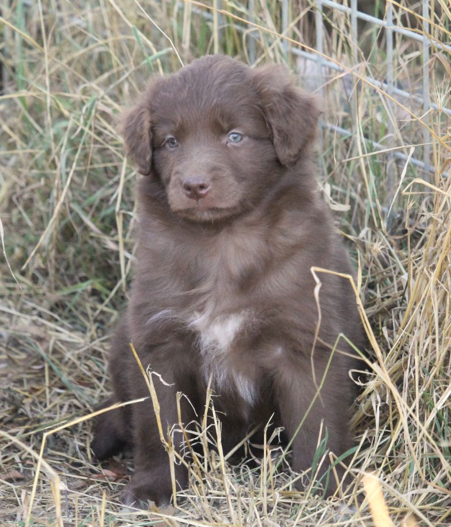 of Cree's River - Chiots disponibles - Berger Australien