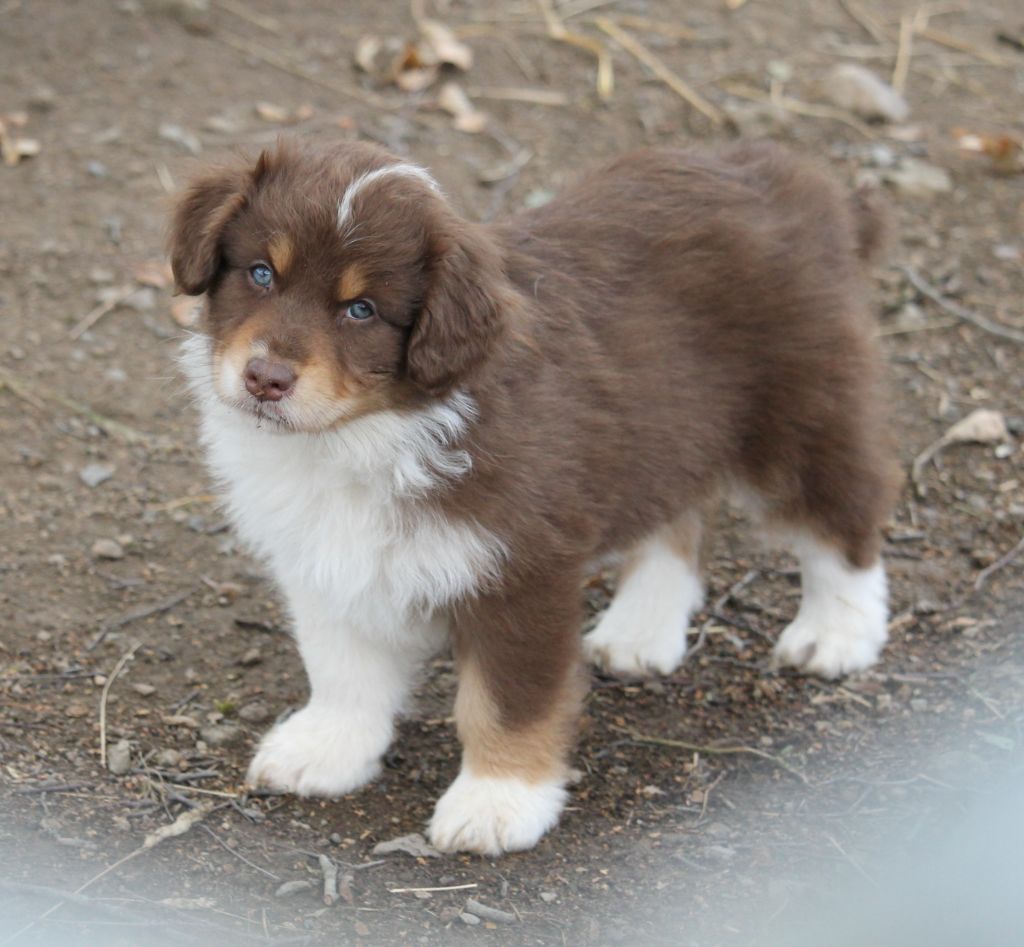 of Cree's River - Chiots disponibles - Berger Australien
